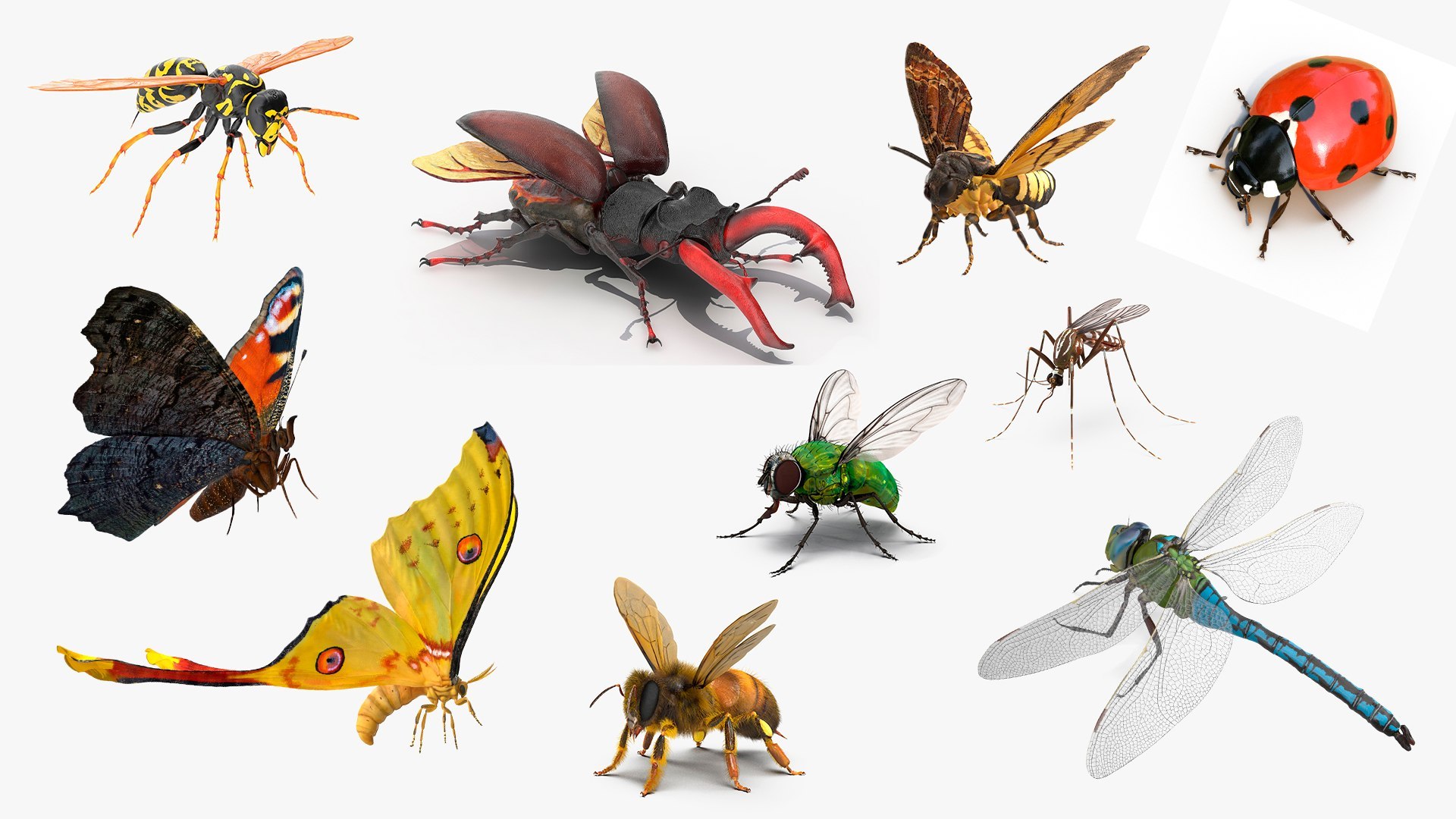 3D Flying Insects Rigged Collection 5 for Cinema 4D model https://p.turbosquid.com/ts-thumb/rq/siOJZ9/tP/rigged_flying_insects_collection_5_for_cinema_4d_001/jpg/1768549875/1920x1080/fit_q87/6d3bb47b842b45462e0403bc6d560fe58a00ea93/rigged_flying_insects_collection_5_for_cinema_4d_001.jpg