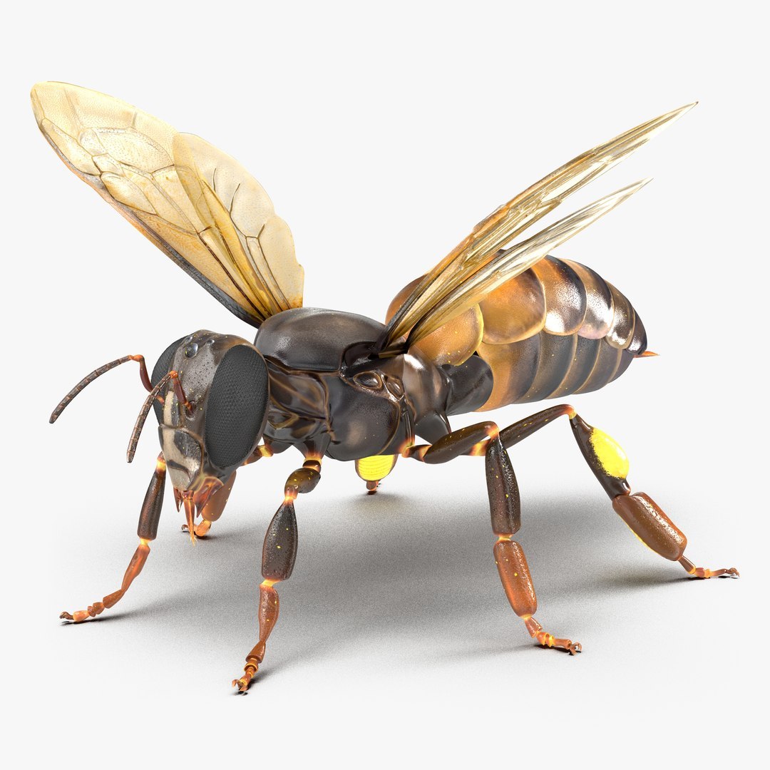 3D Flying Insects Rigged Collection 5 for Cinema 4D model https://p.turbosquid.com/ts-thumb/rq/siOJZ9/uK/rigged_flying_insects_collection_5_for_cinema_4d_049/jpg/1768549900/1920x1080/fit_q87/6090d54cef50b764dddfd787b2f2abc39c1f825f/rigged_flying_insects_collection_5_for_cinema_4d_049.jpg