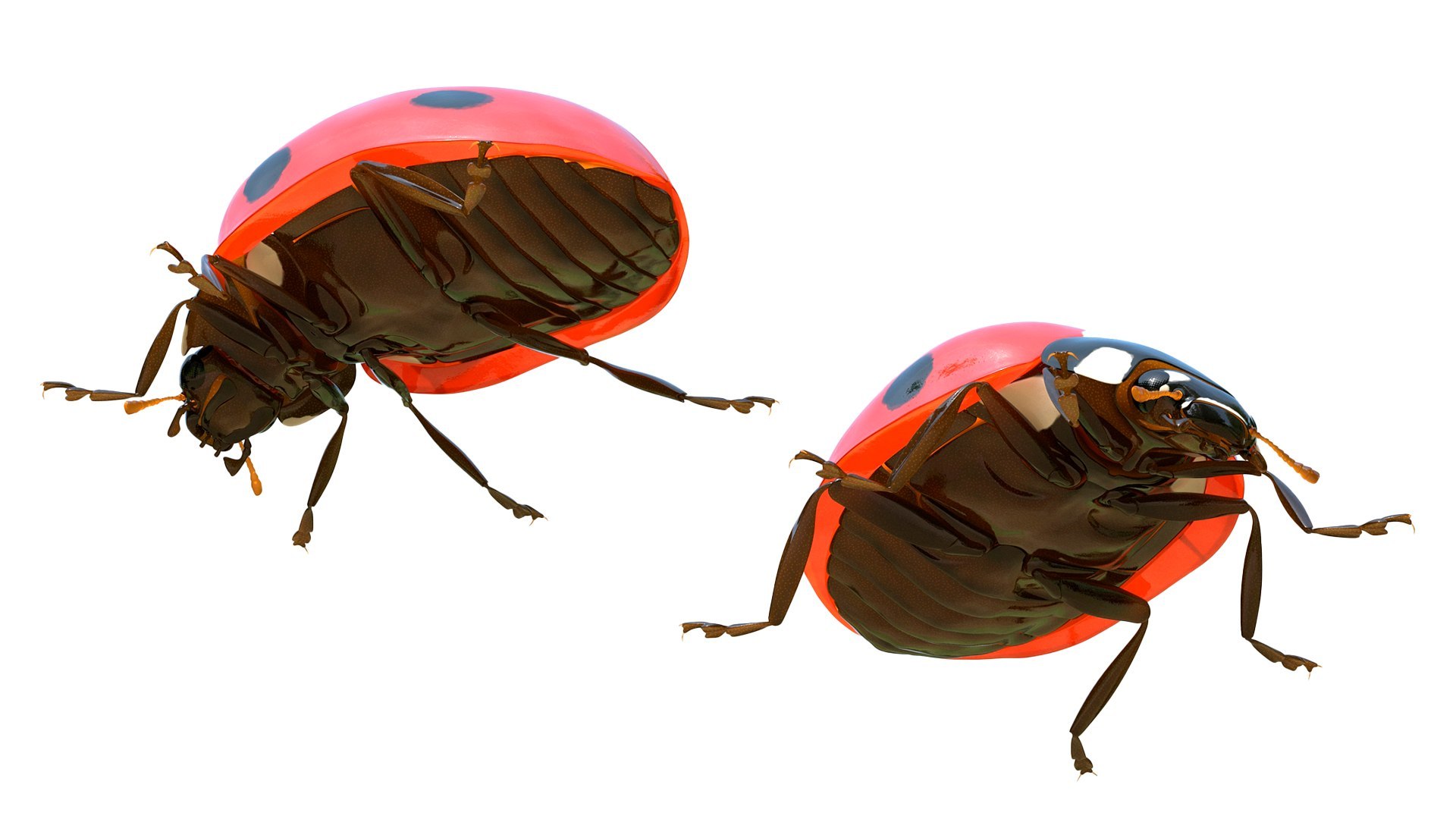 3D Flying Insects Rigged Collection 5 for Cinema 4D model https://p.turbosquid.com/ts-thumb/rq/siOJZ9/wi/rigged_flying_insects_collection_5_for_cinema_4d_043/jpg/1768549897/1920x1080/fit_q87/0ec64842bd224fdb680ce0758766e12beda18a53/rigged_flying_insects_collection_5_for_cinema_4d_043.jpg