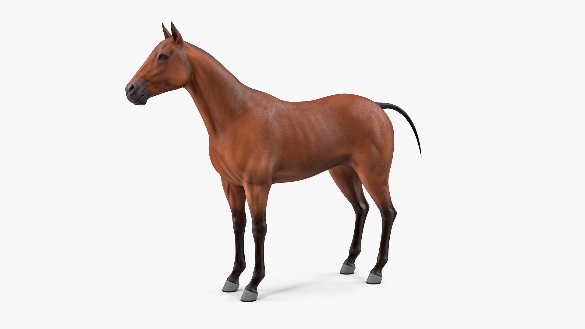 3D model farm animals big 2 https://p.turbosquid.com/ts-thumb/rr/JJdpKW/0ioIyyIz/farm_animals_big_collection_2_360/jpg/1576951265/1920x1080/turn_fit_q99/6c75d157b45d0f2c375bb20a131886ea256b1a3b/farm_animals_big_collection_2_360-1.jpg