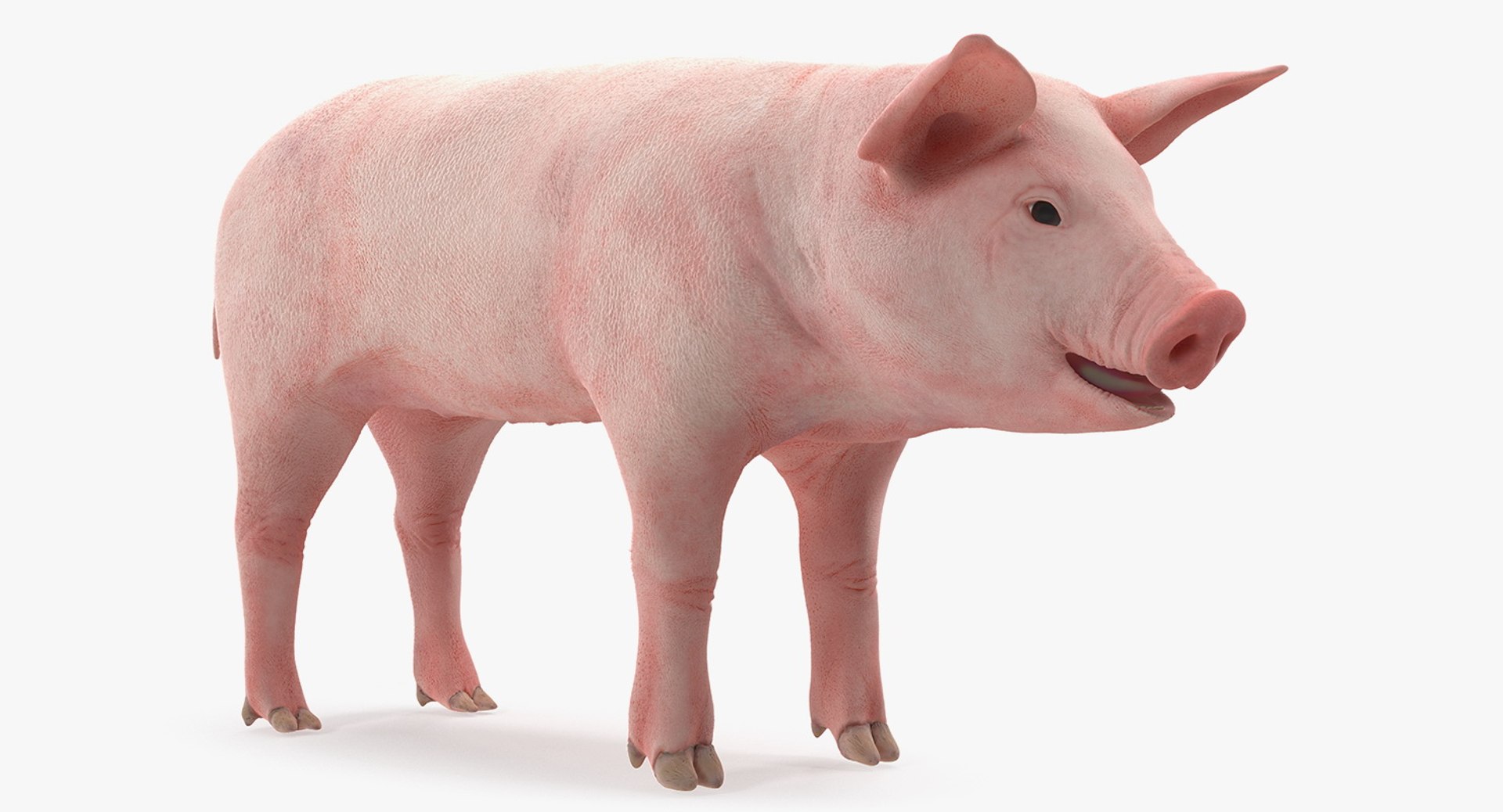 3D model farm animals big 2 https://p.turbosquid.com/ts-thumb/rr/JJdpKW/Az8ppmud/farmanimalsbigcollection23dmodel018/jpg/1576960401/1920x1080/fit_q87/1d0b7cb33c411e8b75025e9aa26b834c85339bde/farmanimalsbigcollection23dmodel018.jpg