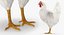 Animaux de la ferme Big Collection 2