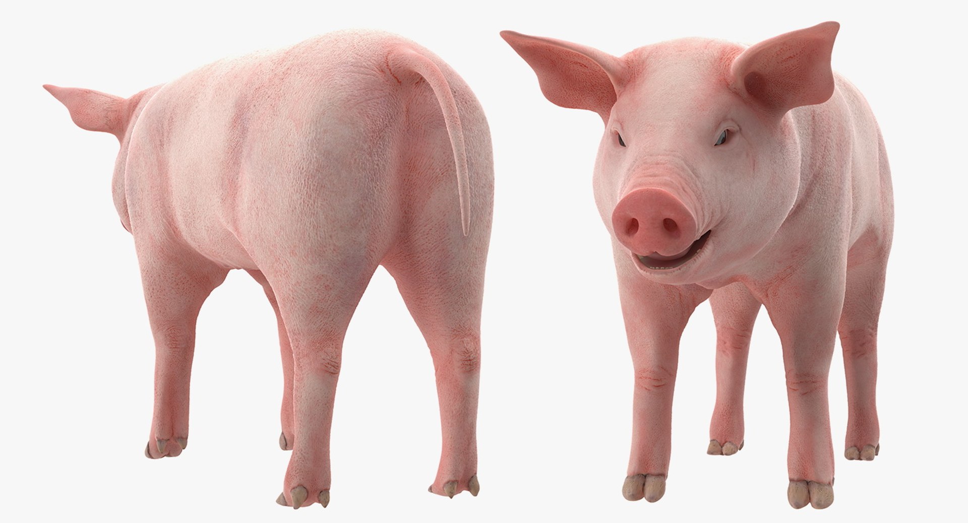 3D model farm animals big 2 https://p.turbosquid.com/ts-thumb/rr/JJdpKW/UNZKzHT0/farmanimalsbigcollection23dmodel020/jpg/1576960410/1920x1080/fit_q87/b47dce96f94c1a2c140f697452ccb7469eda0d5b/farmanimalsbigcollection23dmodel020.jpg