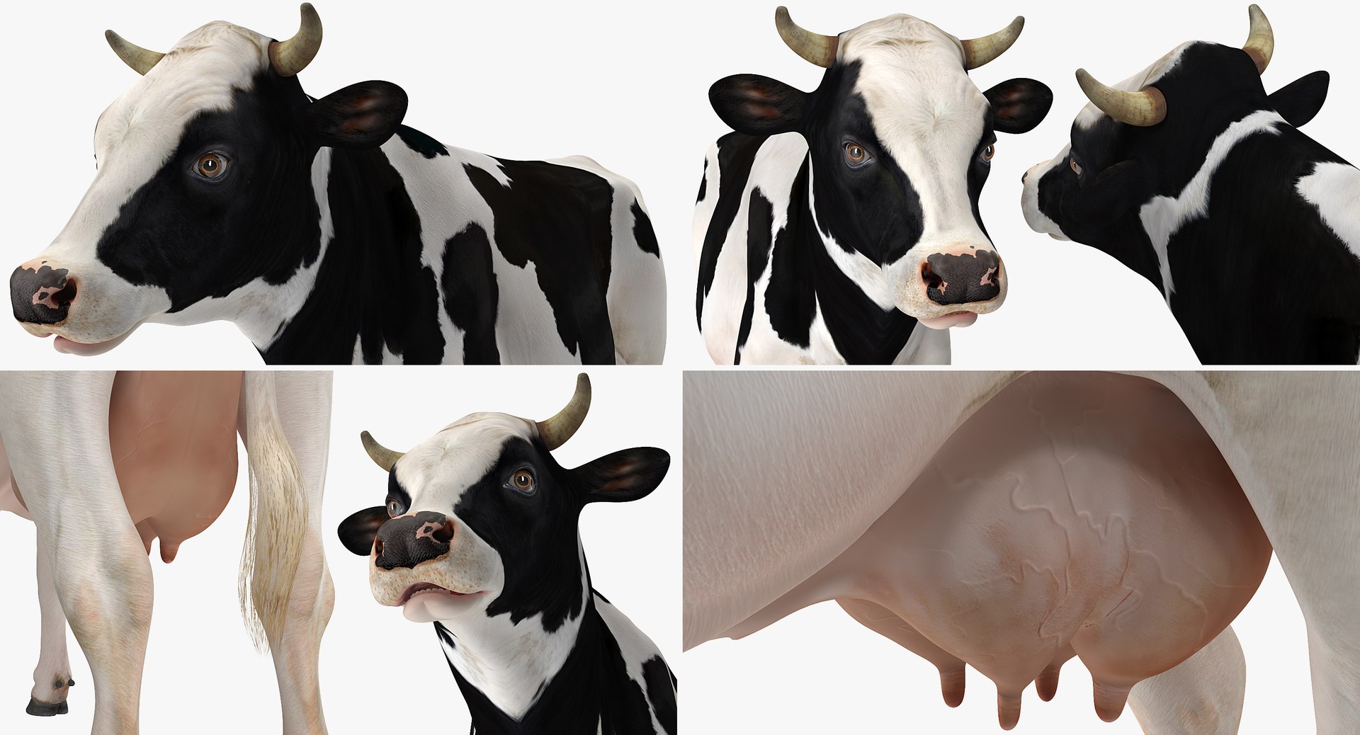3D model farm animals big 2 https://p.turbosquid.com/ts-thumb/rr/JJdpKW/YGjxsFFJ/farmanimalsbigcollection23dmodel045/jpg/1576960526/1920x1080/fit_q87/7e354f91950392c046c051eef7afbc466690ca3b/farmanimalsbigcollection23dmodel045.jpg