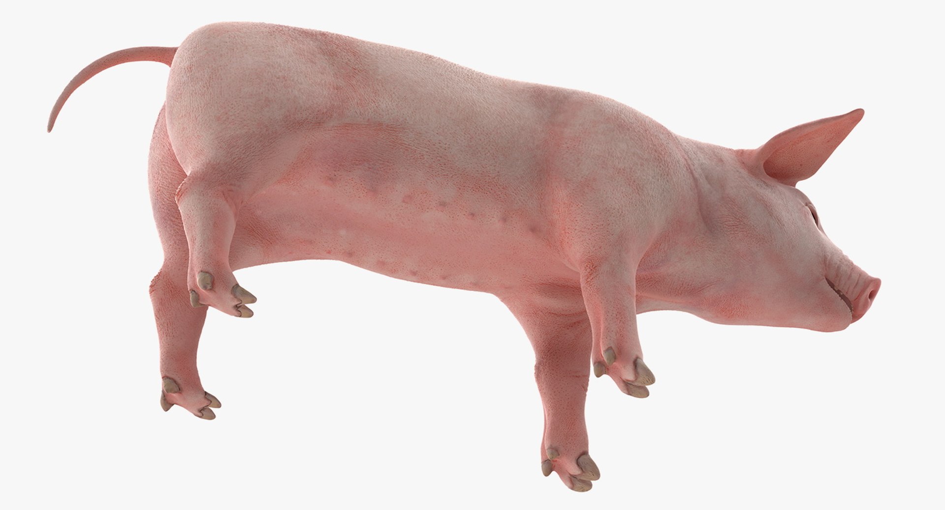 3D model farm animals big 2 https://p.turbosquid.com/ts-thumb/rr/JJdpKW/ZIoeSNj3/farmanimalsbigcollection23dmodel024/jpg/1576960428/1920x1080/fit_q87/6dcd2f81b44e77d6bd5f061a4baaa1960cce02f7/farmanimalsbigcollection23dmodel024.jpg