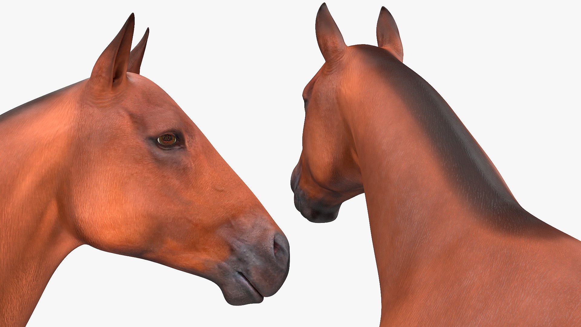 3D model farm animals big 2 https://p.turbosquid.com/ts-thumb/rr/JJdpKW/hg84wLVX/farmanimalsbigcollection23dmodel007/jpg/1576960351/1920x1080/fit_q87/beb724d311a2b096e4ecc6319146bb5ca6b2f29e/farmanimalsbigcollection23dmodel007.jpg