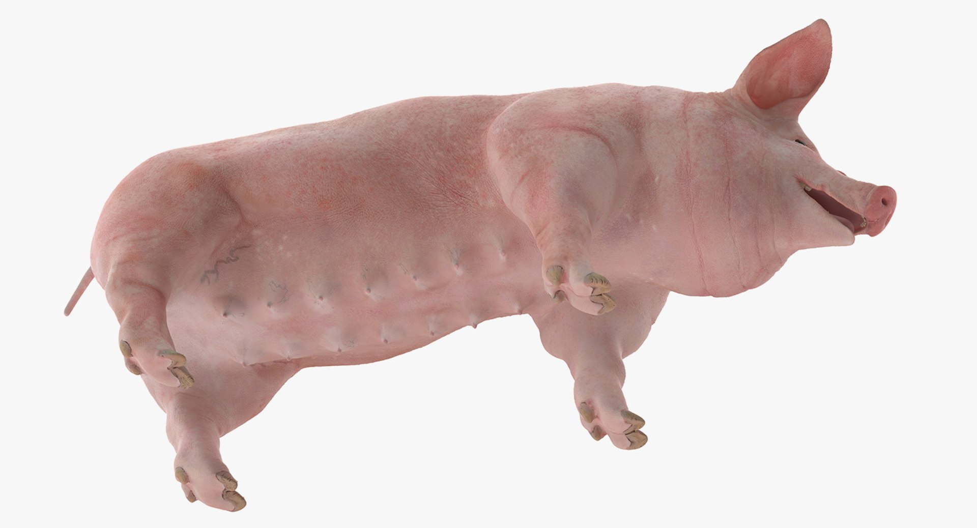 3D model farm animals big 2 https://p.turbosquid.com/ts-thumb/rr/JJdpKW/tgn4yBSE/farmanimalsbigcollection23dmodel017/jpg/1576960397/1920x1080/fit_q87/d6a7f4928229e4fc616598a2bbf952298bb7cd7a/farmanimalsbigcollection23dmodel017.jpg