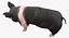 Animaux de la ferme Big Collection 2