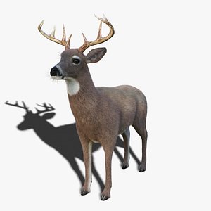 White Tailed Deer 3 Fur