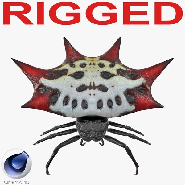 3D spiny orb weaver spider