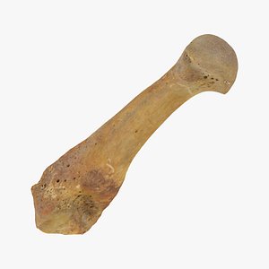 Real Fourth Metatarsal Bone 01 RAW SCAN