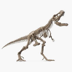 3D model tyrannosaurus rex skeleton standing