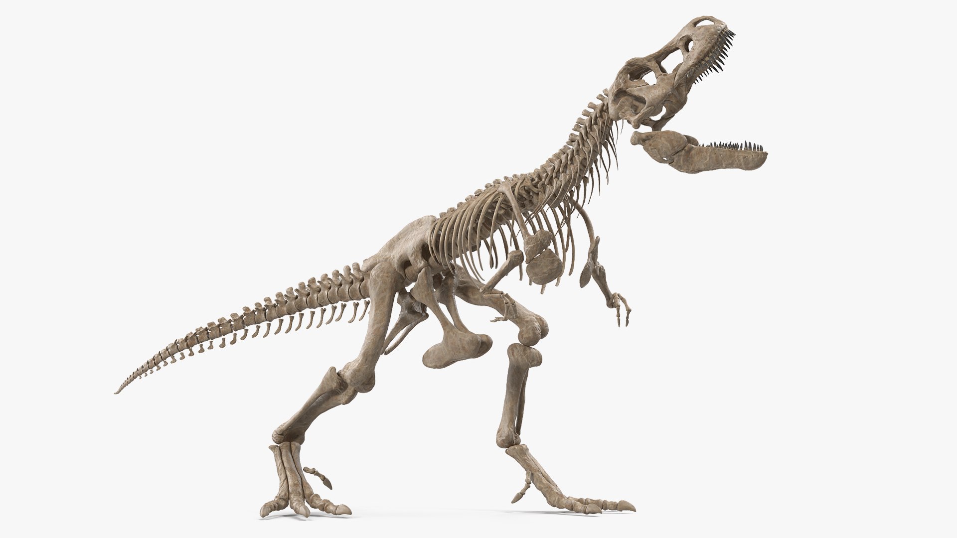 Tyrannosaurus Rex Skeleton Fossil Standing Pose 3D model preview