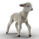 Lamb Rigged with Fur 3D Model
