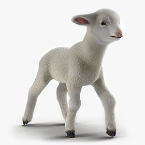 Lamb Rigged with Fur 3D Model