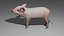 3D Pig OBJ model