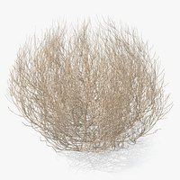 Desert Tumbleweed