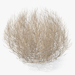 Desert Tumbleweed