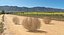 desert tumbleweed tumbled 3D