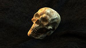 human Skull textured render sculpted  anatomy teeth jaw 3D model