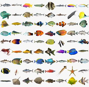 Fish Collection