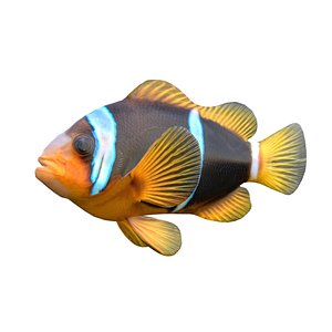 3D Clownfish Allardi