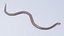 Serpente marrone orientale animato