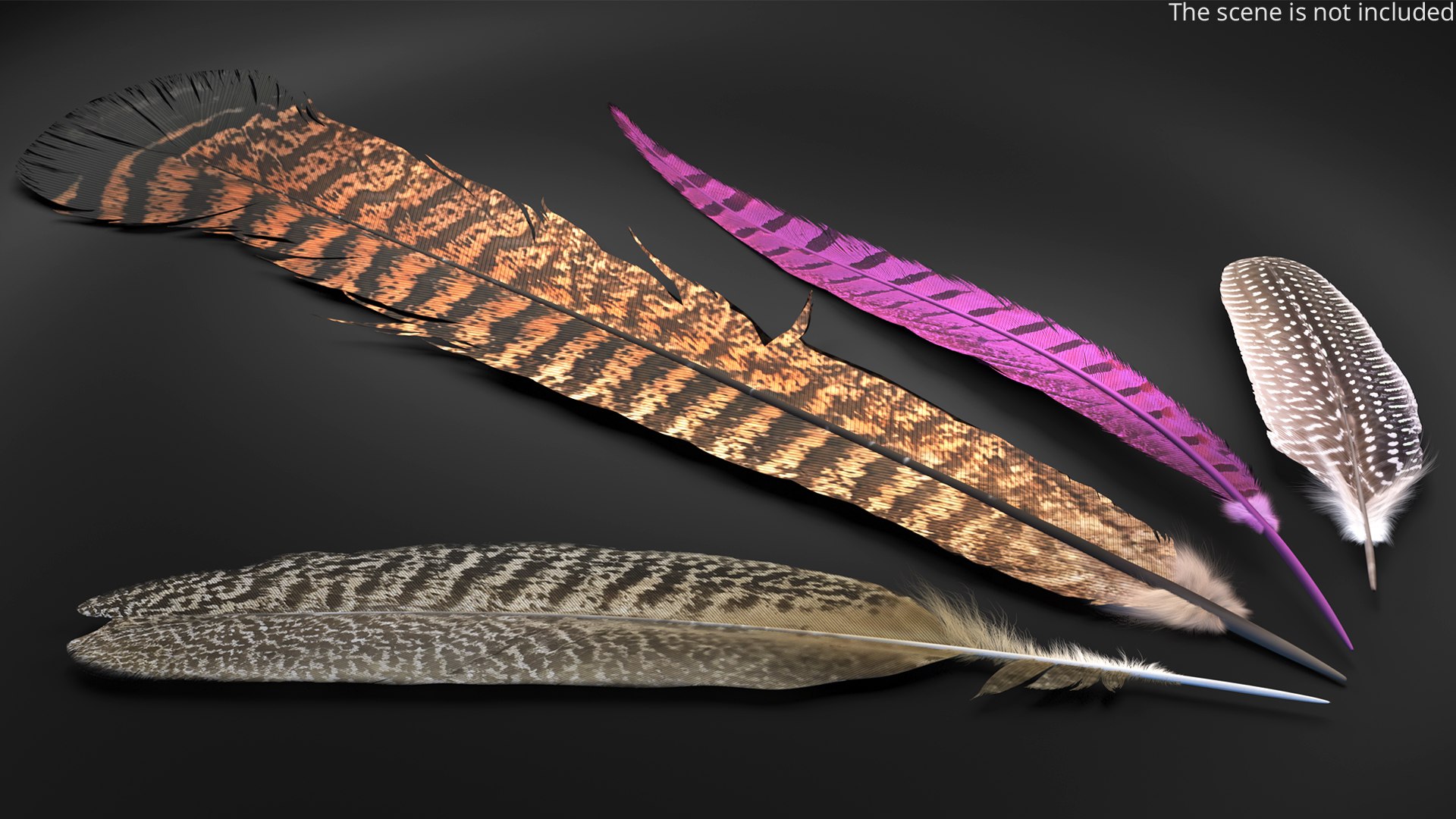 3D Pheasant and Guinea Fowl Feathers Set Brown Fur https://p.turbosquid.com/ts-thumb/rs/otbd3P/dq/pheasant_and_guinea_fowl_feathers_set_brown_fur_001/jpg/1782340862/1920x1080/fit_q87/310298424201ae406b462f6bbca4c1763f527ef3/pheasant_and_guinea_fowl_feathers_set_brown_fur_001.jpg