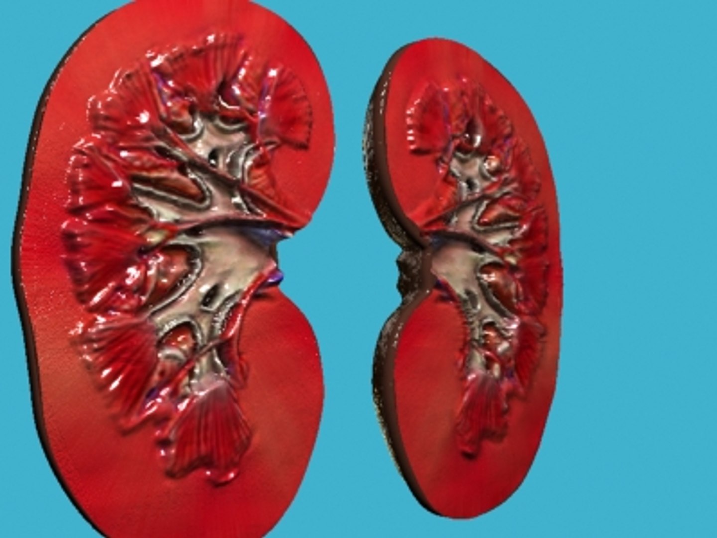 3d Realistic Kidney