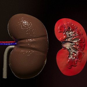 Kidney