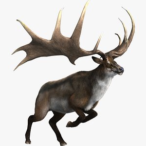 megaloceros elk deer model