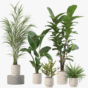 Plants collection 204 - palm strelitzia fern ficus croton 3D