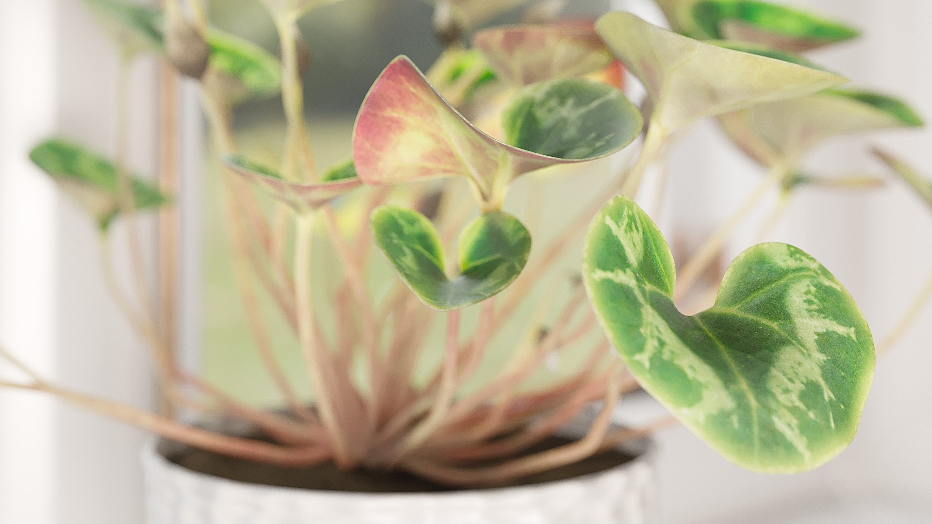 3D Cyclamen with Windows model https://p.turbosquid.com/ts-thumb/rt/HKEWAw/84/_view04/jpg/1626850985/1920x1080/fit_q87/078e156366ff35c3a6ce30c9fe10a35bbccdf0d1/_view04.jpg