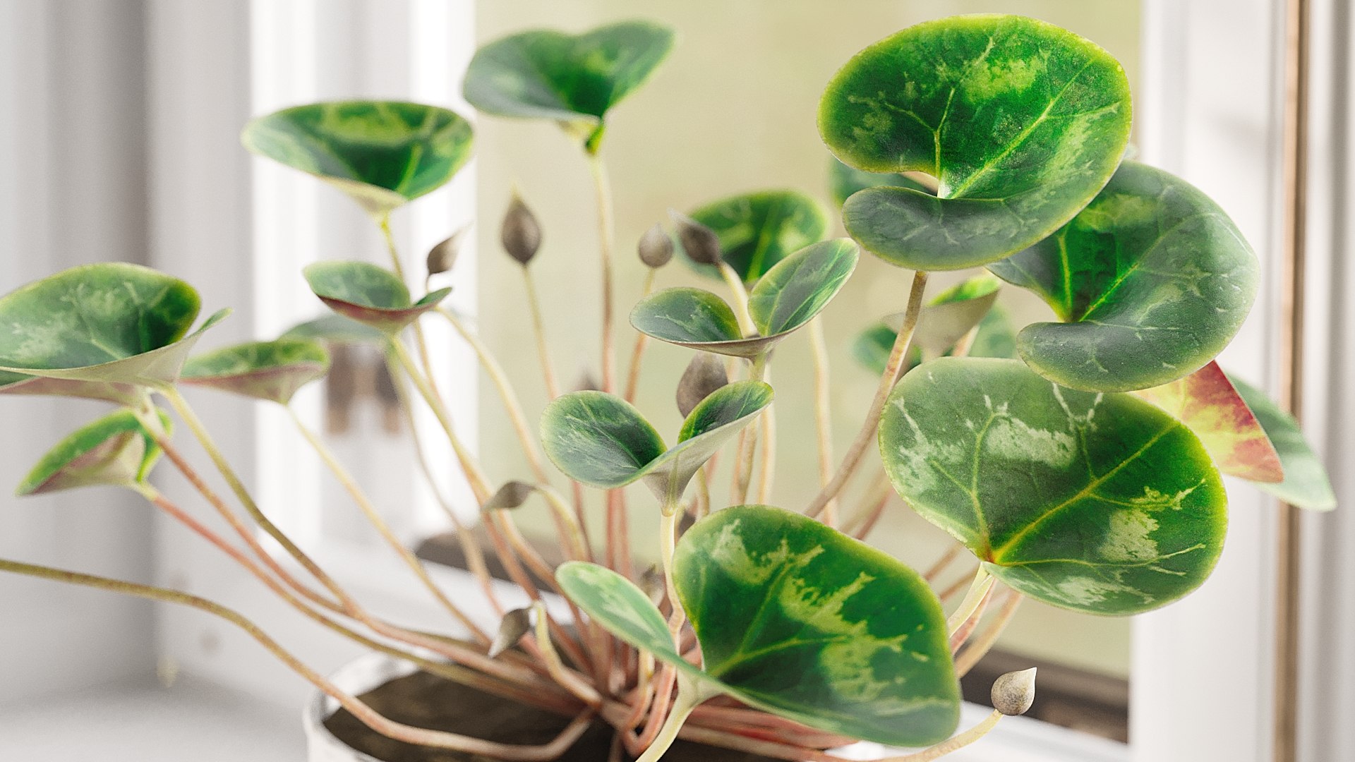 3D Cyclamen with Windows model https://p.turbosquid.com/ts-thumb/rt/HKEWAw/FE/_view02/jpg/1626850986/1920x1080/fit_q87/e04c7a8b80fe79613d4331530a7abebf6d70e0b3/_view02.jpg