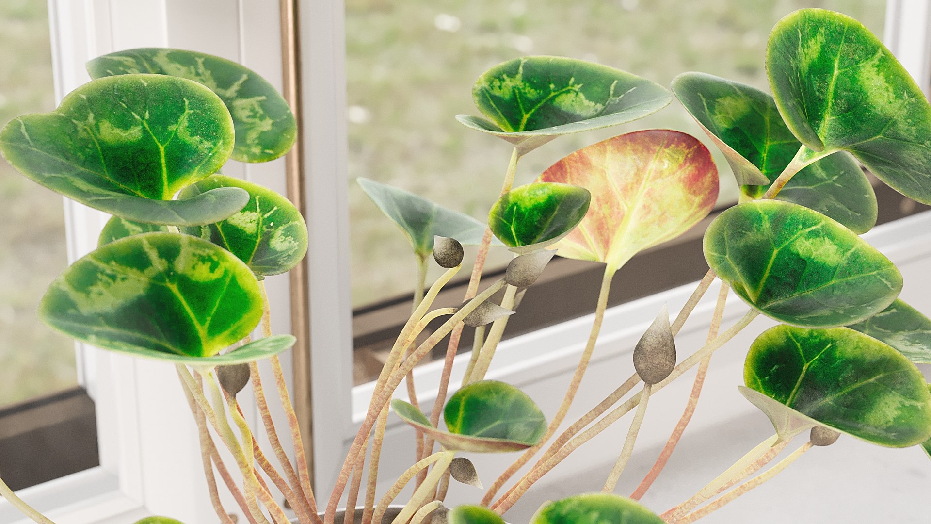 3D Cyclamen with Windows model https://p.turbosquid.com/ts-thumb/rt/HKEWAw/Fi/_view05/jpg/1626850986/1920x1080/fit_q87/9fa2f6cc8fd08d74ff198e49a1f4e6c5b5bf340b/_view05.jpg