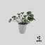 Cyclamen with Windows