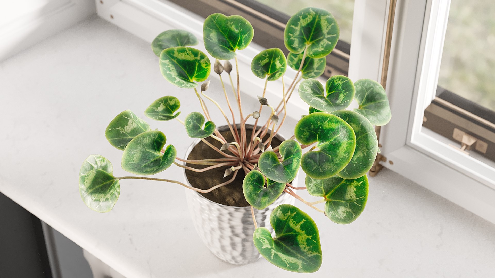 3D Cyclamen with Windows model https://p.turbosquid.com/ts-thumb/rt/HKEWAw/Md/_view03/jpg/1626850986/1920x1080/fit_q87/2d4aab82caf0de03a0ea353e8a862ed9baf6baa2/_view03.jpg