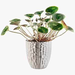 Cyclamen with Windows