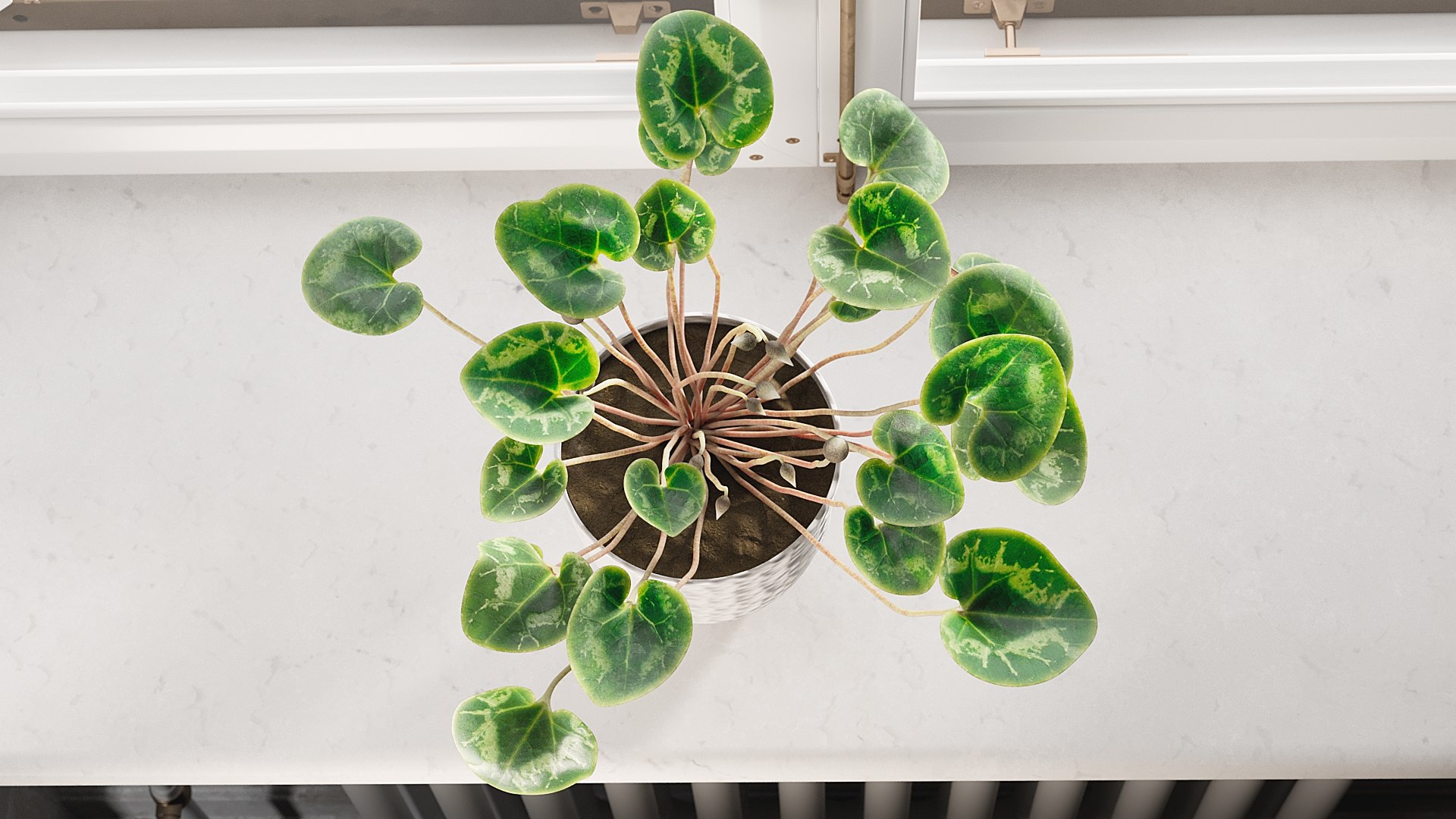 3D Cyclamen with Windows model https://p.turbosquid.com/ts-thumb/rt/HKEWAw/zJ/_view060000/jpg/1626850986/1920x1080/fit_q87/97da396f79d674f921c7184b033dd5a699c5775d/_view060000.jpg