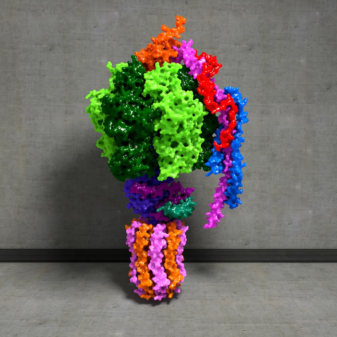 3d yeast f1fo-atp synthase atp https://p.turbosquid.com/ts-thumb/rt/Neb0YR/SBilZtqQ/f1f0atpsynthase005/jpg/1395056884/1920x1080/fit_q87/6607e6a8bff486f9ec476fc2533e241081937d28/f1f0atpsynthase005.jpg