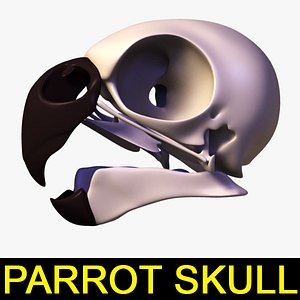3d parrot skull model