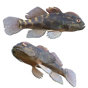 Crested goby fish 3D model