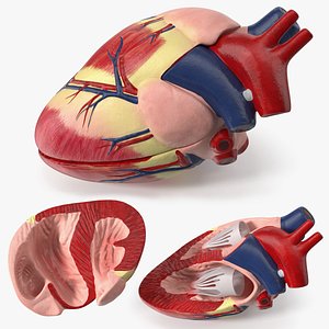 Veterinary Dog Heart Educational Display