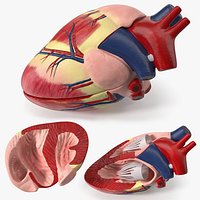 Veterinary Dog Heart Educational Display