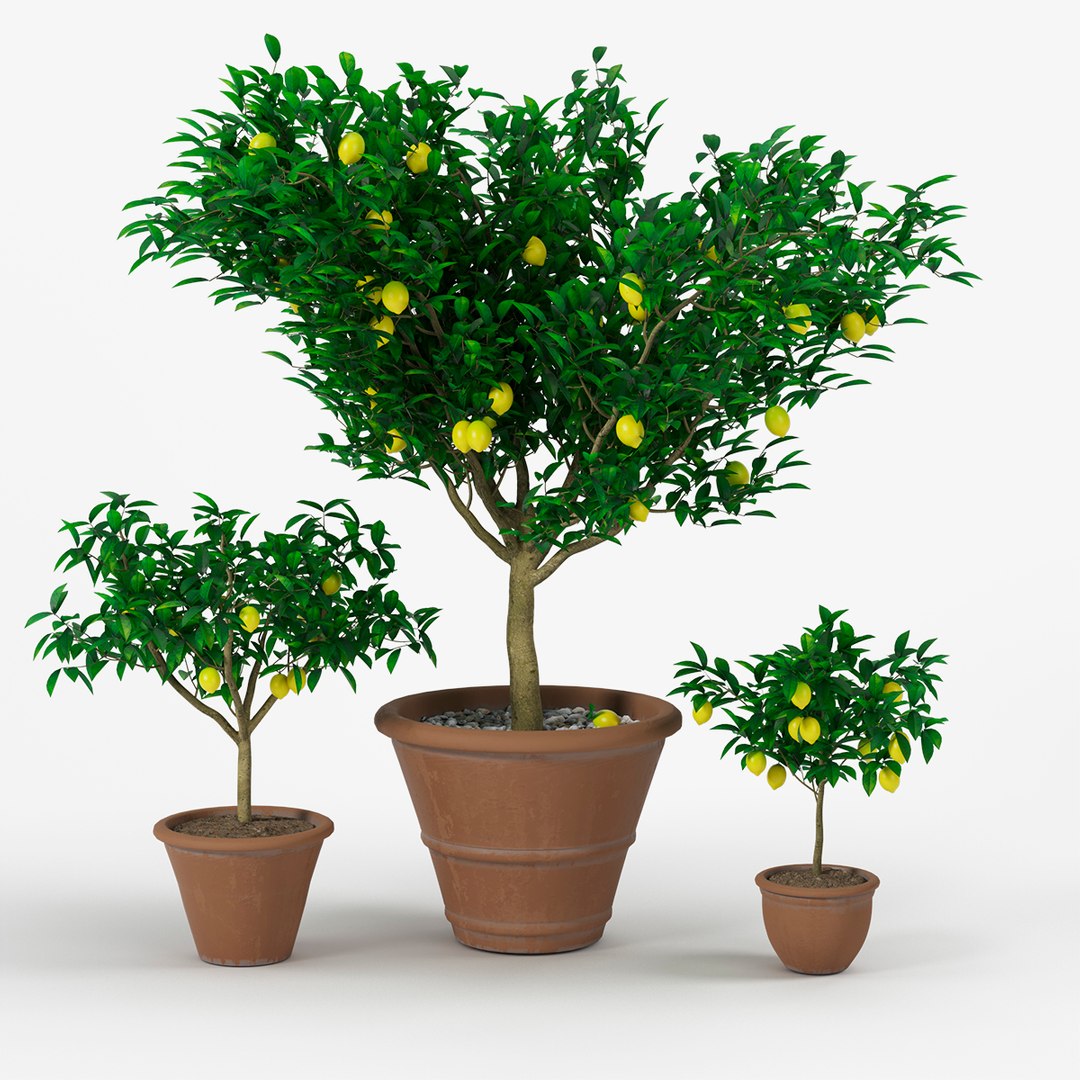 Lemon Tree 3D Model - TurboSquid 2317463