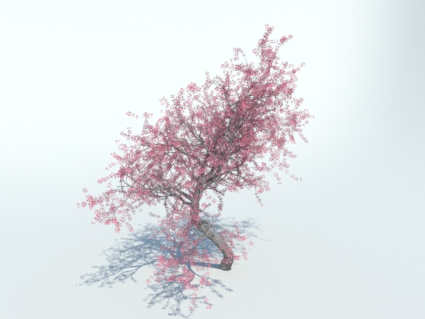 realistic sakura tree 3d model