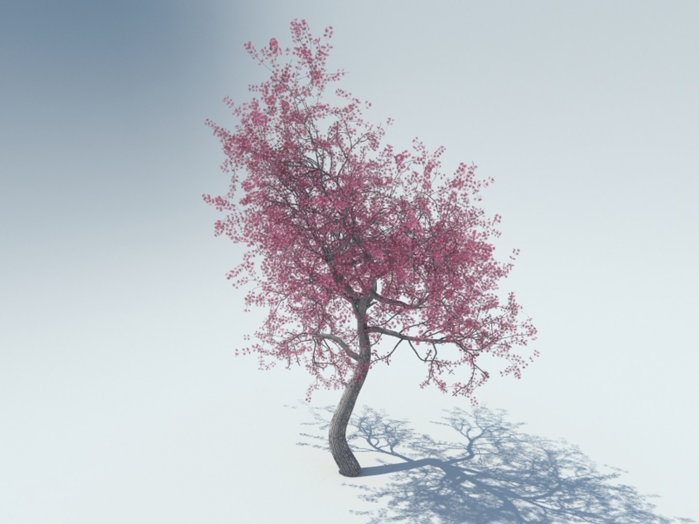 realistic sakura tree 3d model