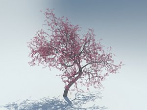 realistic sakura tree 3d model