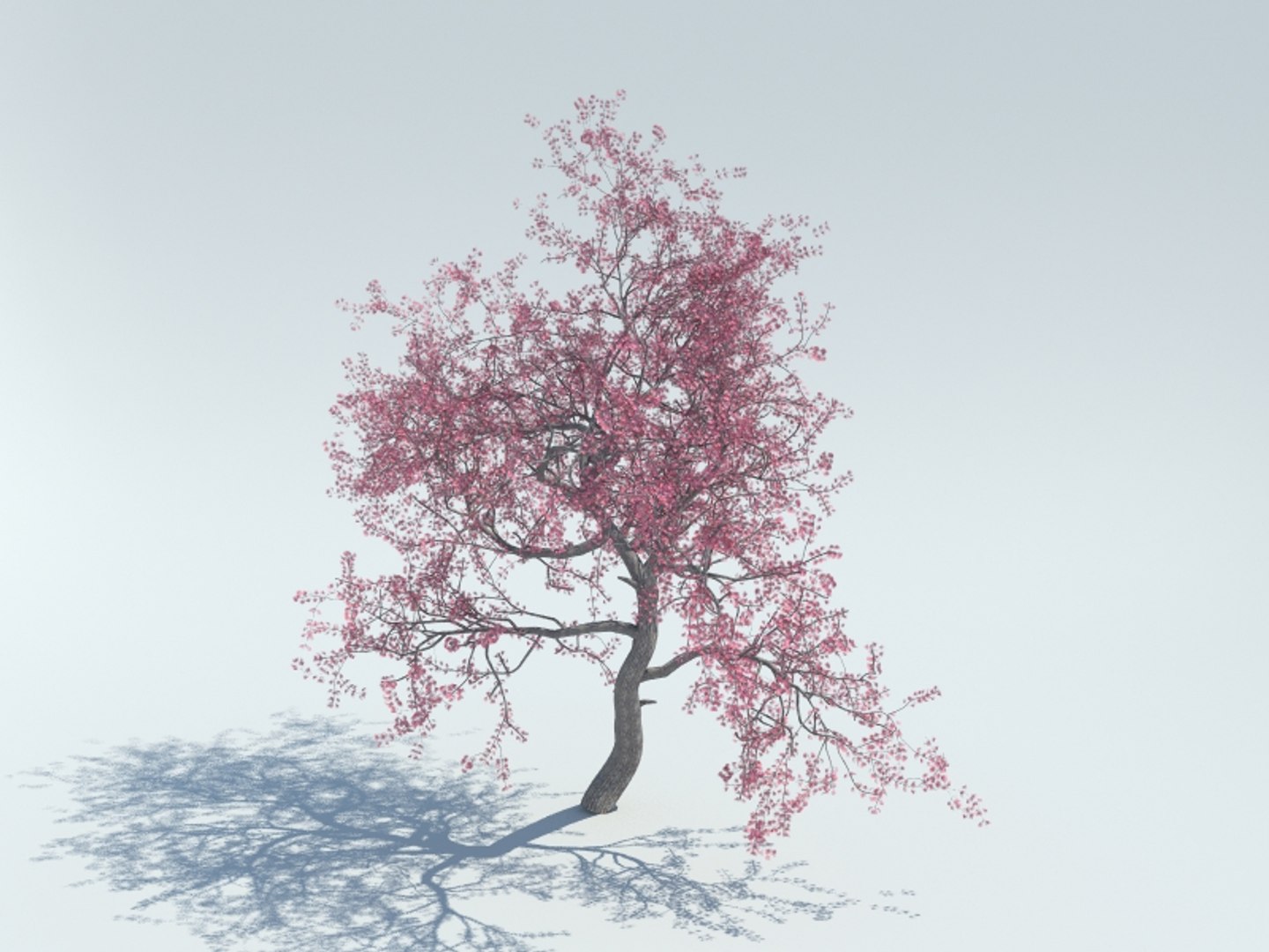 realistic sakura tree 3d model