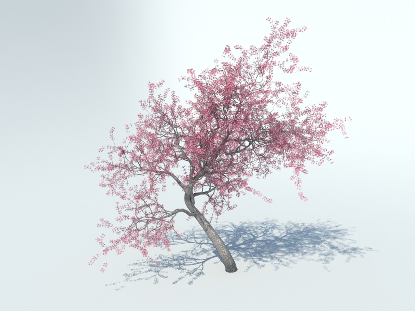 realistic sakura tree 3d model